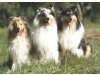 Forever mind Collies