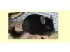 Fortuna Chinchilla