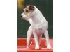 Foxburys Parson Russell Terrier