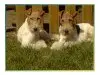 Foxterrier vom Rodensteiner Land