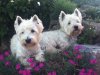 Franken-Westies