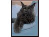 Freeclimber Maine Coon