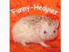 Funny-Hedgies