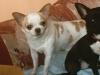 Gaven Chihuahuas of Ayers Rock