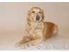Golden Retriever von Weihenstephan
