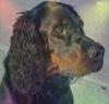 Gordon-Setter vom Murnauer Moos
