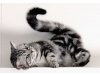 GracefulCats