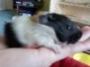 GuineaPigs-Norden