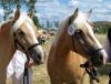 Haflinger-Dexter