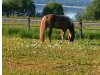 Haflinger