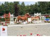 Haflinger- und Ponyfarm Müller