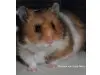 Hamsterzucht Herbie