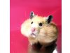 Hamsterzucht: my furry little secret