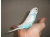 Handzahme Wellensittiche