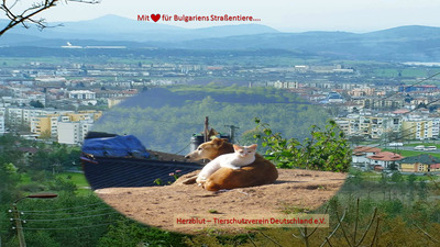 Herzblut-Tierschutzverein Deutschland e.V.