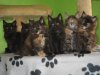 Hot Maylove Maine Coon Cats