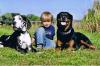Hundecouch-Berhaltensberatung & Verhaltenstherapie