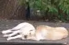 Hundepension Schleusenkate