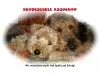 Hundeschule Assmann