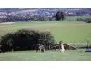 Hundeschule Cassel