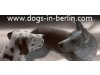 Hundeschule Dogs in Berlin