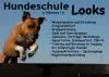 Hundeschule Looks