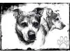 Hundeschule-Schweinfurt