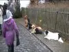 Hundeschule