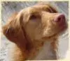 Hundeschule pro dogs