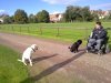 Hundesitting mit coaching auch für Welpen