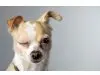 Hundestunde Berlin