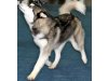 Huskykennel Ixannaq