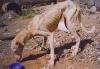 Initiative für Hunde aus Lanzarote