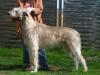 Irish Wolfhound from Starstone