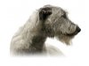 Irish Wolfhounds from Kingly Creek