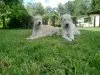 Irish Wolfhounds of Asgaard's Garden