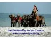 Irish Wolfhounds von der Tielenau