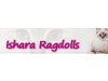 Ishara Ragdolls