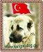 Kangal & Co.  Hilfe für türkische Herdenschutzhund