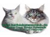 Kathiskatzenreich Maine Coon Zucht  Kitten vom wüs