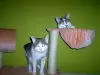 Katzenpension Tiger-Wellness-Oase