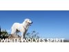 Kennel of the White Wolves Spirit