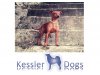 Kessler Dogs