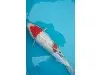 Koi