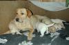 Labrador Welpen Erftkreis