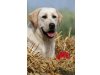 Labrador-von-Griessenbach