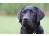 Labrador von der Friedenseiche