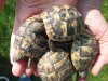 Landschildkröten