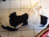 Landseer vom Scharrel