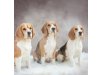 Legends of Beagles